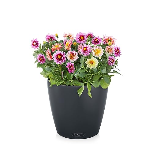 LECHUZA CLASSICO Color 35 Self-watering Planter Garden Plastic Indoor and Outdoor Flower Plant Pot with Drainage Hole D35 H30 cm Slate