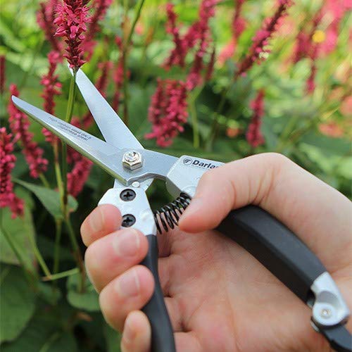 Darlac Compact Shear – Lightweight Shears for Gardening – Longer & Broader Blades for Tackling Heavier Growth - Razor Sharp SK5 High Carbon Steel Blades – Non-Slip Grip Easy to Use Single-Handed