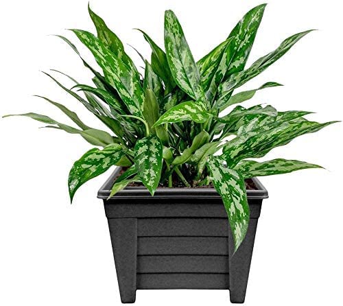 Optimal Products Long Trough/Oval/Square Plant Pot Plastic Planter Indoor Home Outdoor Garden Window Herb Flower Box (27cm Square Planter Ebony, 1)