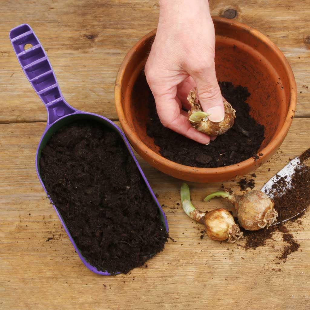 Bosmere Handy Scoop, Purple, K118