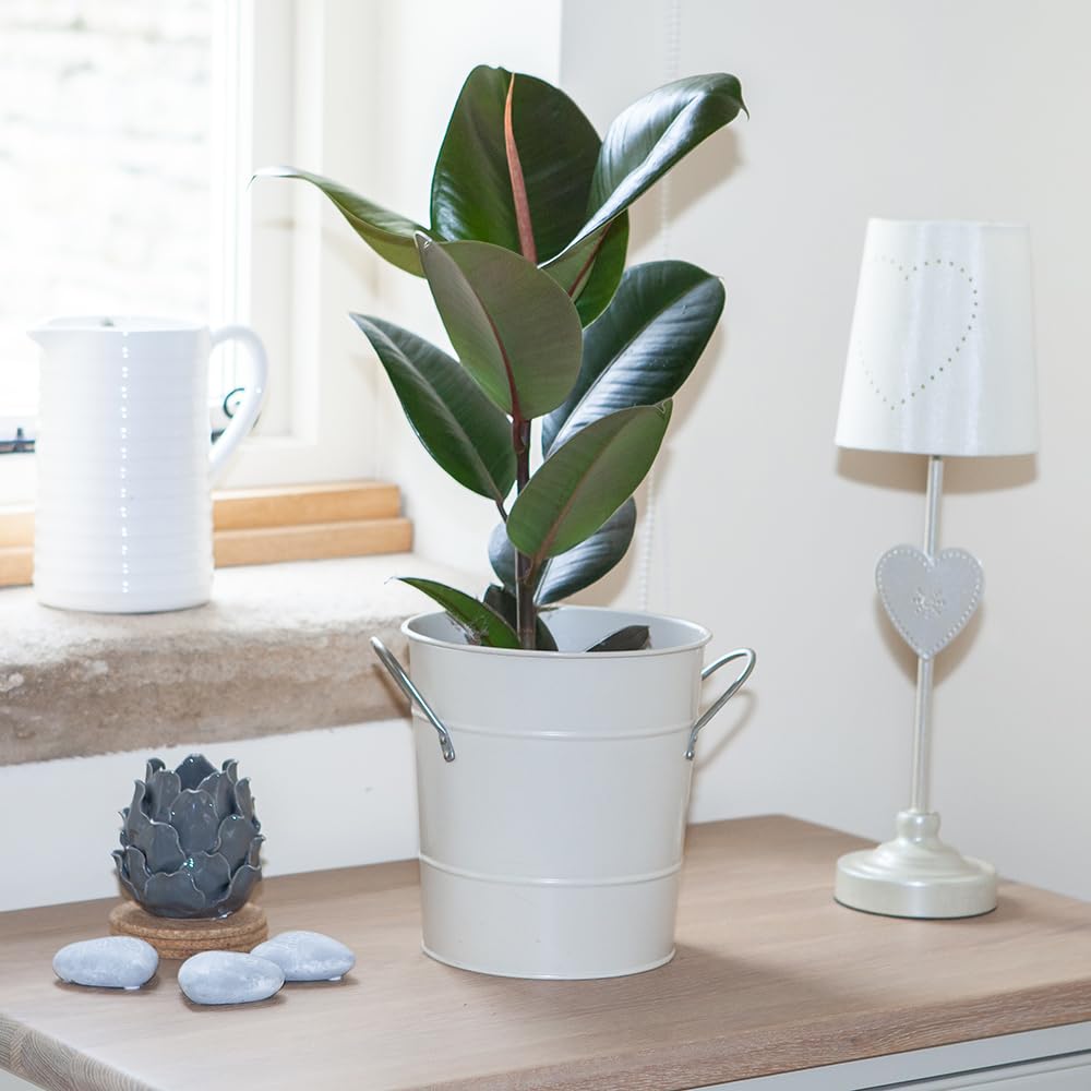 YouGarden Rubber Plant, Ficus Elastica Robusta Houseplant, Established in 17cm Pot, Air Purifying Plants for Desk, Living Room, Indoor Plant Perfect in Plant Pot