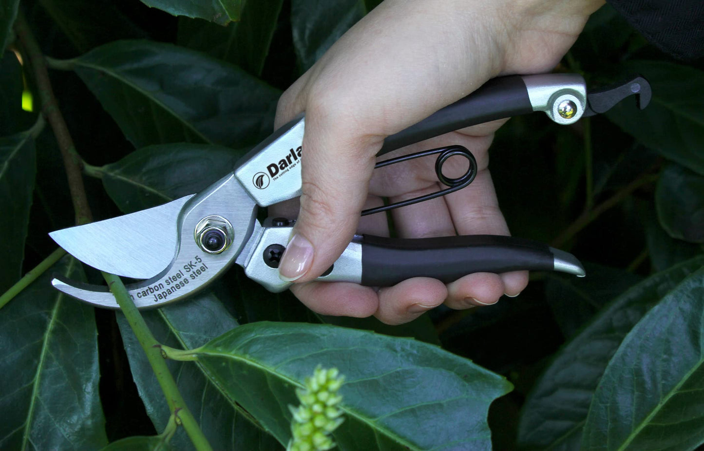 Darlac Compact Secateurs- Razor-Sharp Bypass Pruners for General Pruning - 16mm - Lightweight Ideal for Fine Or Delicate Pruning and Small or Medium Hands - SK5 High Carbon Japanese Steel