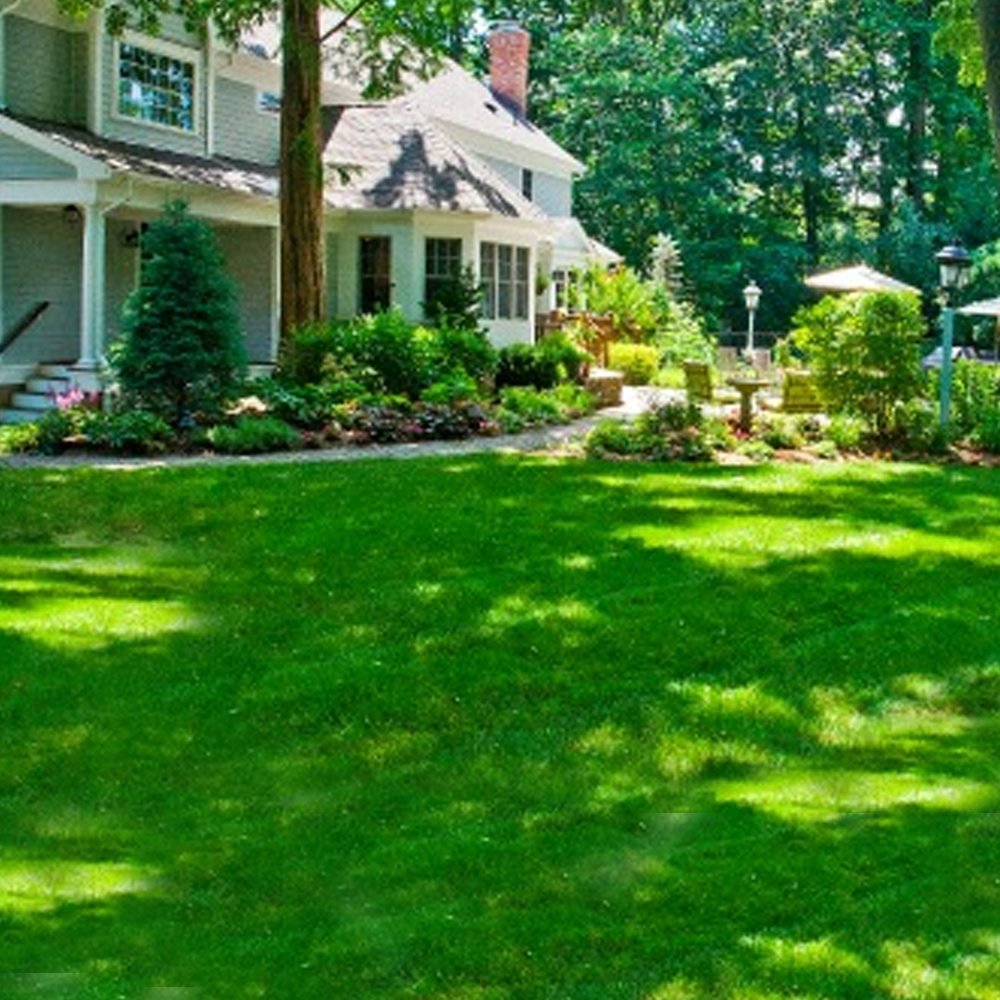 GroundMaster Shady Premium Dark Lawn Area Quality Grass Seed (5KG)