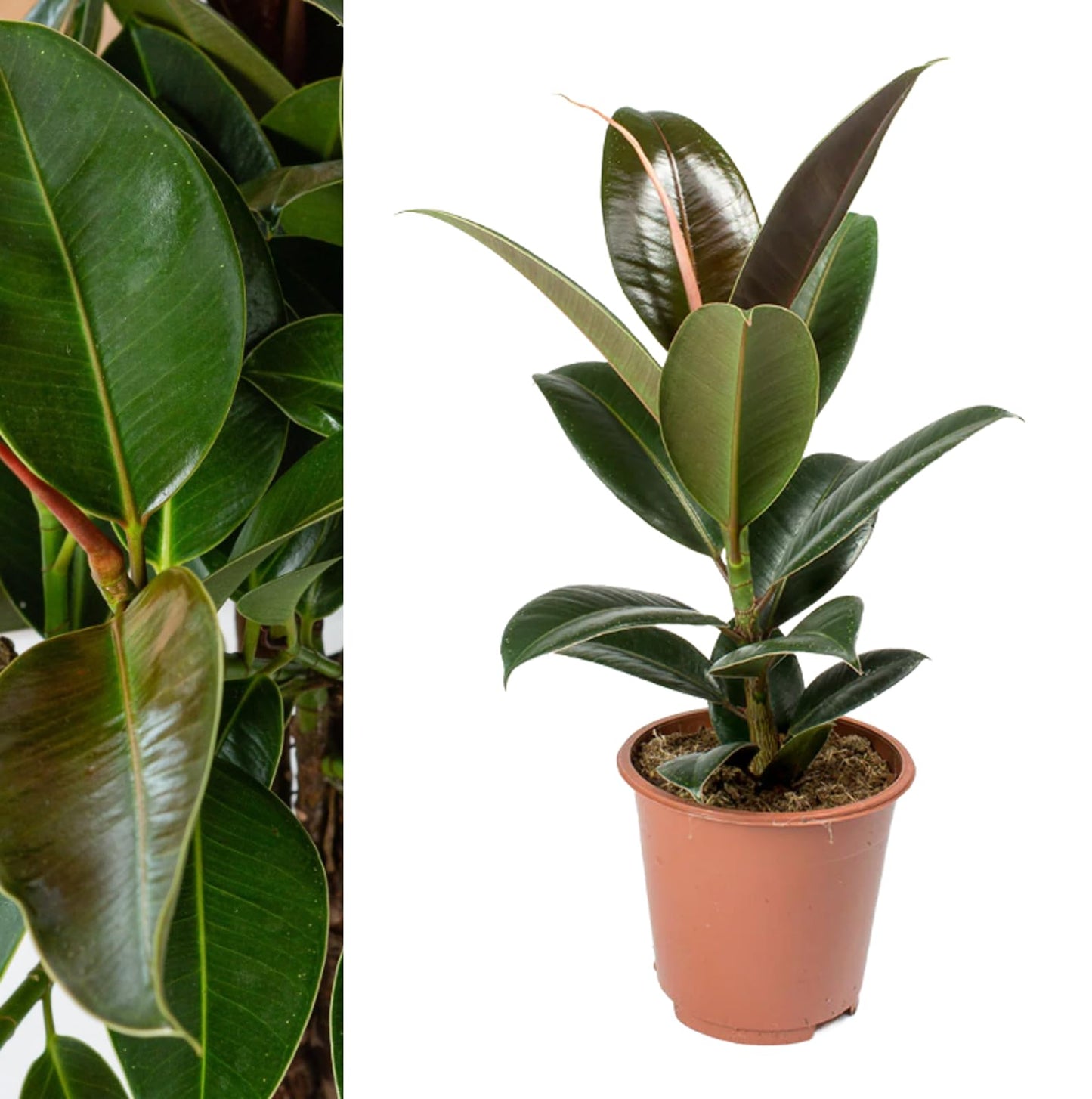 Carbeth Plants - Ficus elastica Melany in 14cm Pot - Indoor Rubber Plant - for Home or Office - Air Purifying - Green & Burgundy Foliage