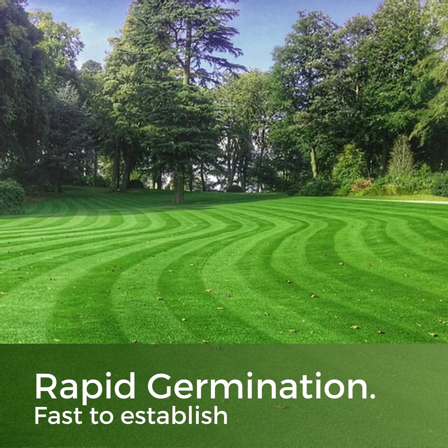 Fast Growing Grass Seed UK - Repair Lawns and Patches Quick - Pet Friendly & Hardwearing - 5kg - Garden Lawncare Guy