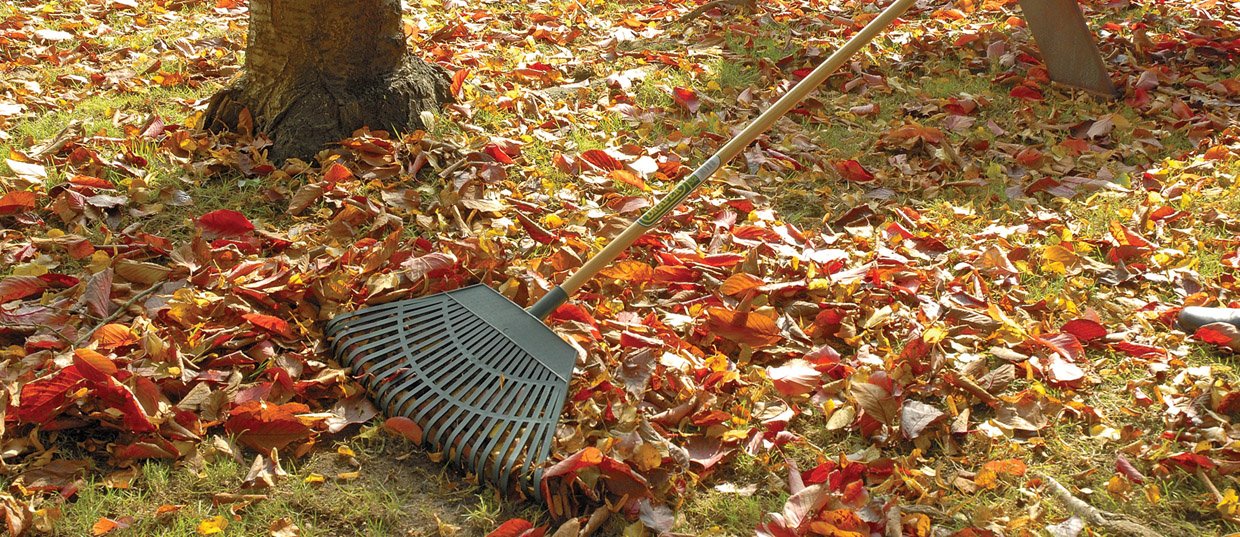 Draper 550mm Plastic Leaf Rake | 23 Teeth Outdoor Garden Hand Tool | Varnished Natural Wood Handle | Lawn Leveling | 31069
