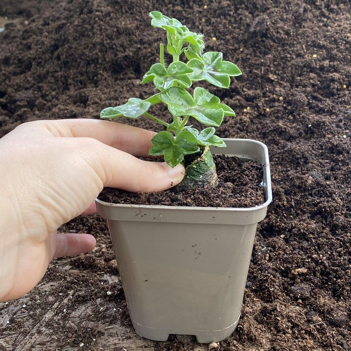 Recyclable Square Taupe-Grey 9cm Plastic Plant Pots (10)