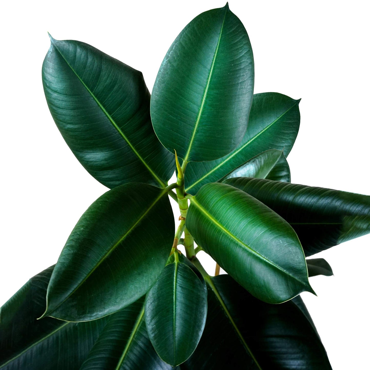 Ficus Robusta - Rubber Plant - Indoor Houseplant for Home or Office - Potted House Plants for Small and Large Spaces - Striking Green Foliage Leaves (30-40cm Incl. Pot)