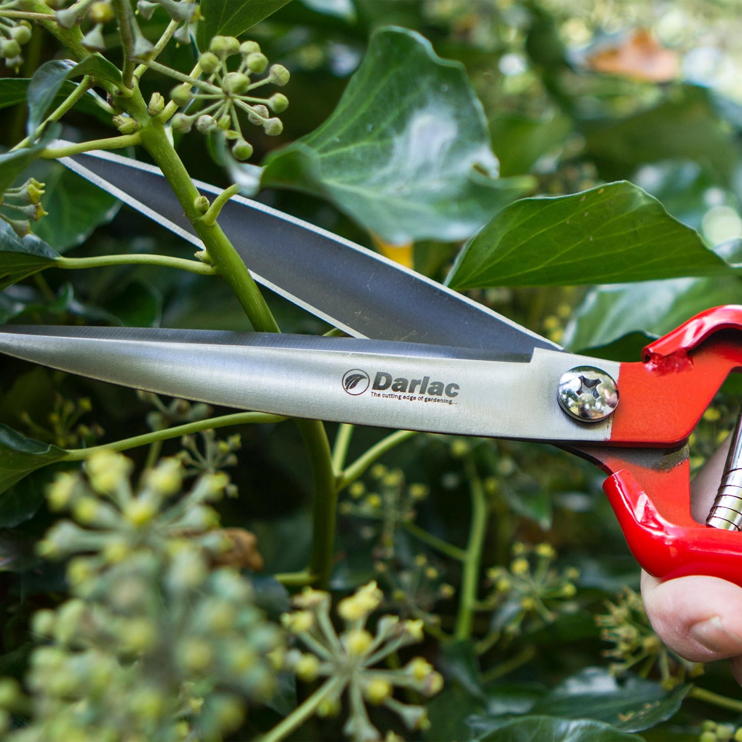 Darlac Perennial Shears – One Handed Gardening Shears for Grass, Shaping Topiary, Deadheading and Perennials – Razor Sharp Carbon Steel Blades for Precise Cutting