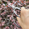 gonicc Professional 7.3" Bonsai Tree Pruning Scissors(GPPS-1012), for Arranging Flowers, Trimming Plants, for Grow Room or Gardening, Bonsai Tools. Garden Scissors Loppers.