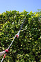 Mitox 28LH-a Select Petrol Long Reach Hedge Trimmer, Red