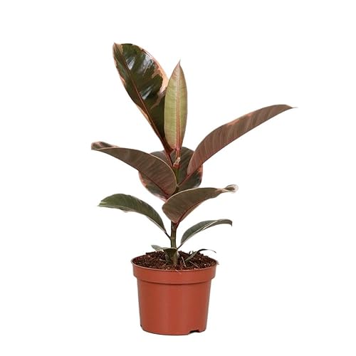 Rubber Plant Ficus Belize in a 11cm Pot - Indoor House Plant with Vibrant Foliage