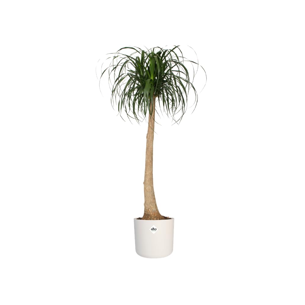 elho B.for Soft Round 25 - Indoor Plant Pot - 100% Recycled Plastic - Ø 24.7 x H 23.3 cm - White/White
