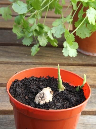 Monal 100% Recycled Plastic Plant Nursery Pots for Indoor Outdoor Garden Lightweight Planter Seed Starting Pot Flower Plant Container for Seedlings Cuttings Transplanting Terracotta (20cm / 8inch)