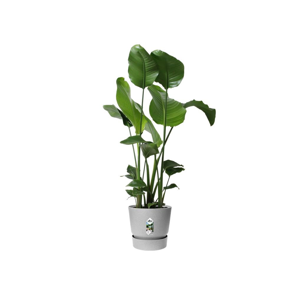 elho Greenville Round 25 - Plant Pot for Indoor & Outdoor - 100% Recycled Plastic - Ø 24.5 x H 23.3 cm - Grey/Living Concrete