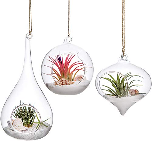 Mkouo Glass Hanging Air Plant Terrariums – Set of 3
