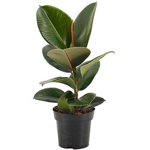 Ficus Robusta Rubber Plant – Indoor Houseplant