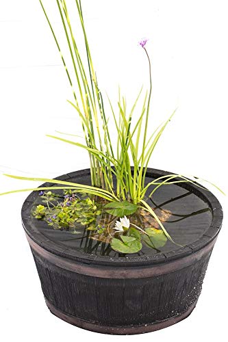PondPlantsUK - Complete Patio Pond Set - Dwarf Lily - 3 Marginal Plants - Pots and Compost - Just Pot up and add Water