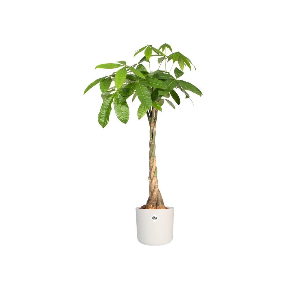 elho B.for Soft Round 30 - Indoor Plant Pot - 100% Recycled Plastic - Ø 29.5 x H 27.6 cm - White/White