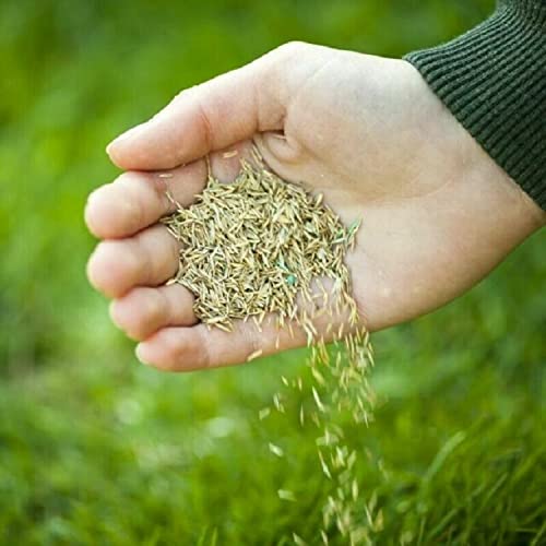 Premium Grass Seed & Lawn Fertiliser Ideal for Patch Repair, Over Seeding, New Lawns & Thickening [Fast Growing UK Climate] (375G)