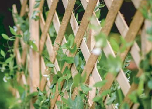 kanta 2x Large Expanding Wooden Trellis | 6Ft x 2Ft