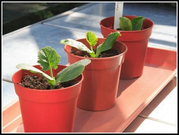 Monal 100% Recycled Plastic Plant Nursery Pots for Indoor Outdoor Garden Lightweight Planter Seed Starting Pot Flower Plant Container for Seedlings Cuttings Transplanting Terracotta (20cm / 8inch)