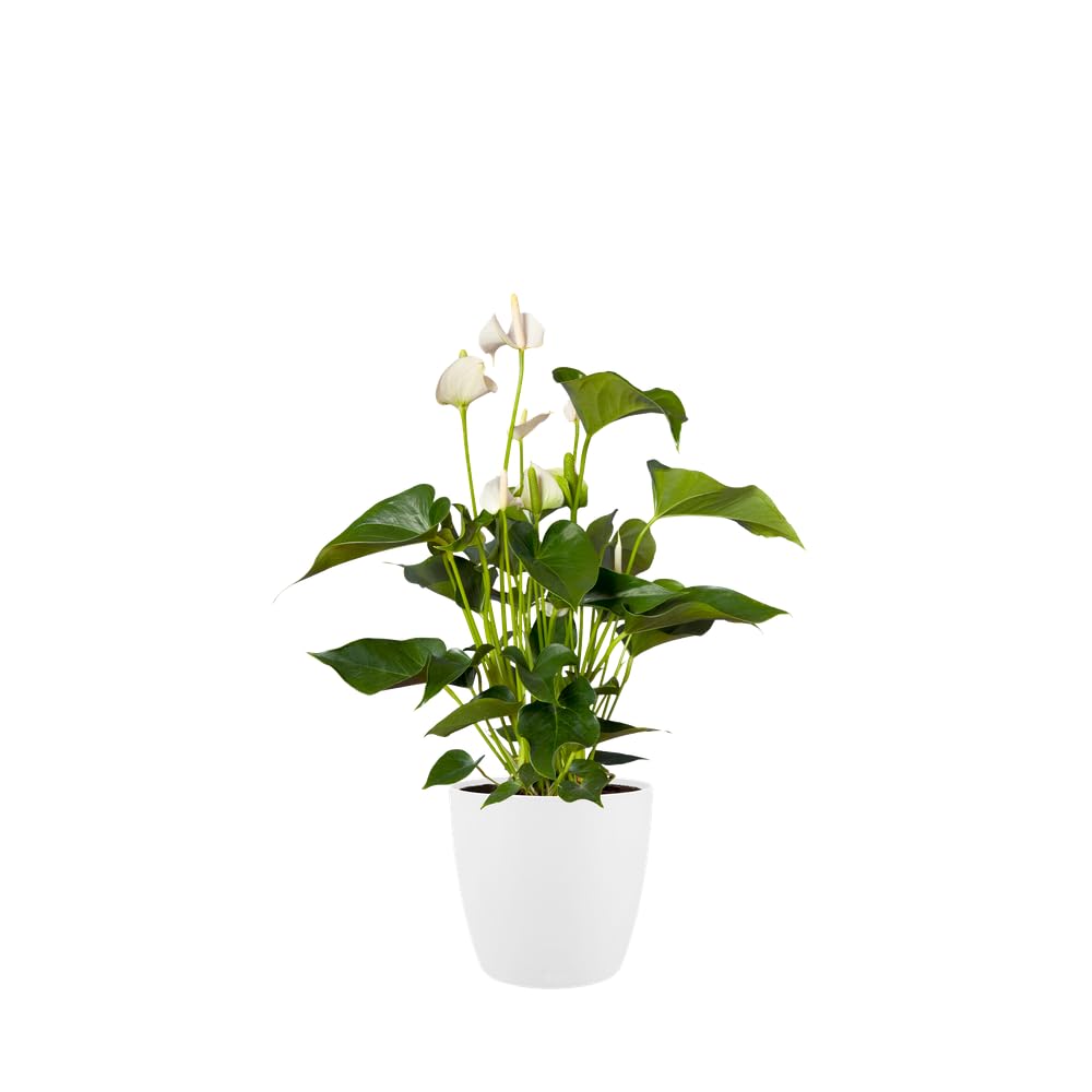 elho Brussels Round 30 - Flower Pot for Indoor - 100% Recycled Plastic - Ø 29.5 x H 27.1 cm - White/White