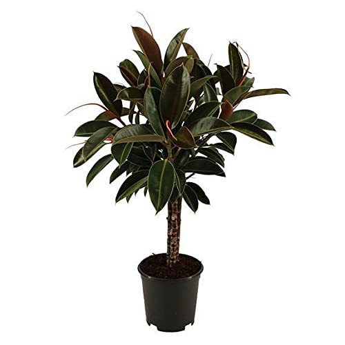 Ficus Elastica Melany Rubber Plant 80 cm tall in a 21 cm Pot