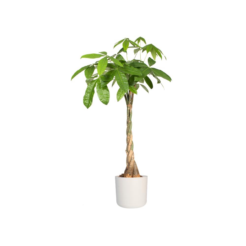 elho B.for Soft Round 30 - Indoor Plant Pot - 100% Recycled Plastic - Ø 29.5 x H 27.6 cm - White/White