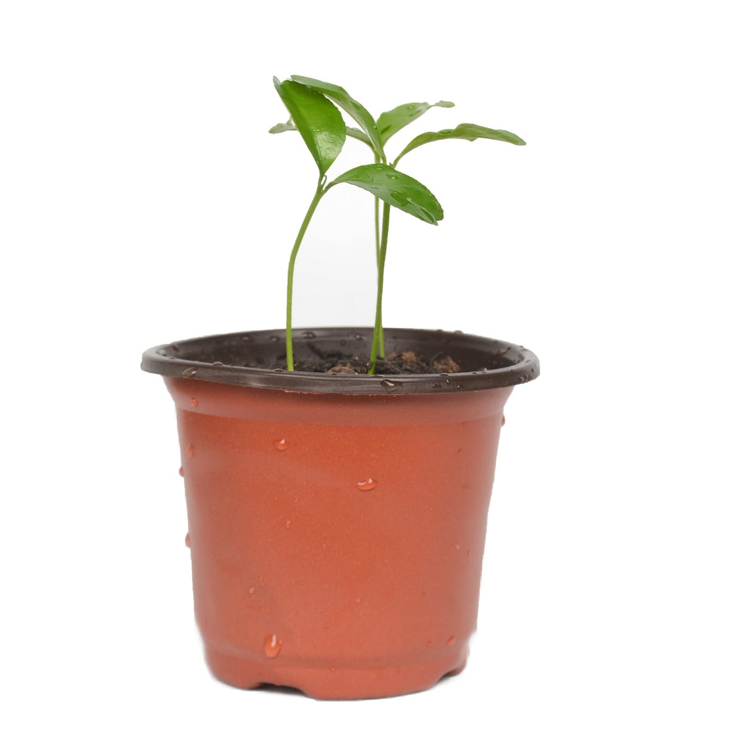 Cymax 100 Pack 10cm Plants Nursery Pots with Plant Lables,Reusable Plant Seeding Plastic Plant Flower Container Seed Starting Pots for Succulents,Herb,Vegetables,Seedlings, Transplanting