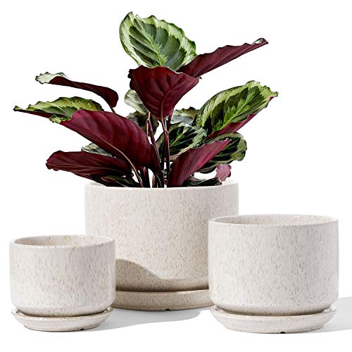 LE TAUCI Ceramic Plant Pots Set of 3 with Saucers