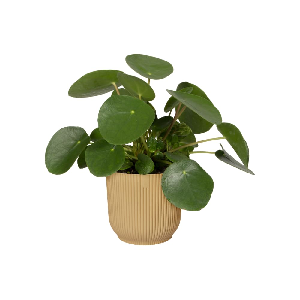 elho Vibes Fold Round 14 - Flower Pot from 100% Recycled Plastic - Indoor plant pot - Ø 14.1 x H 12.9 cm - Yellow/Butter Yellow