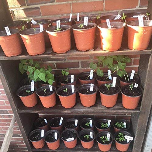 KINGLAKE 100Pcs Plastic Plant Pots 10cm Seed Seedling Pots Flower Nursery Pots for Vegetables,Flowers,Herbs,Cuttings, Succulent