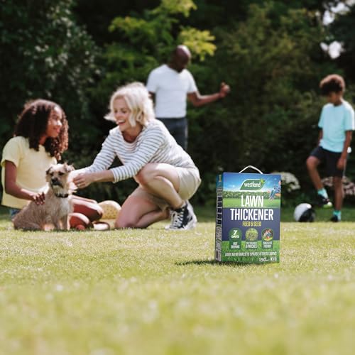 Westland Lawn Thickener 150m2 Box, Brown