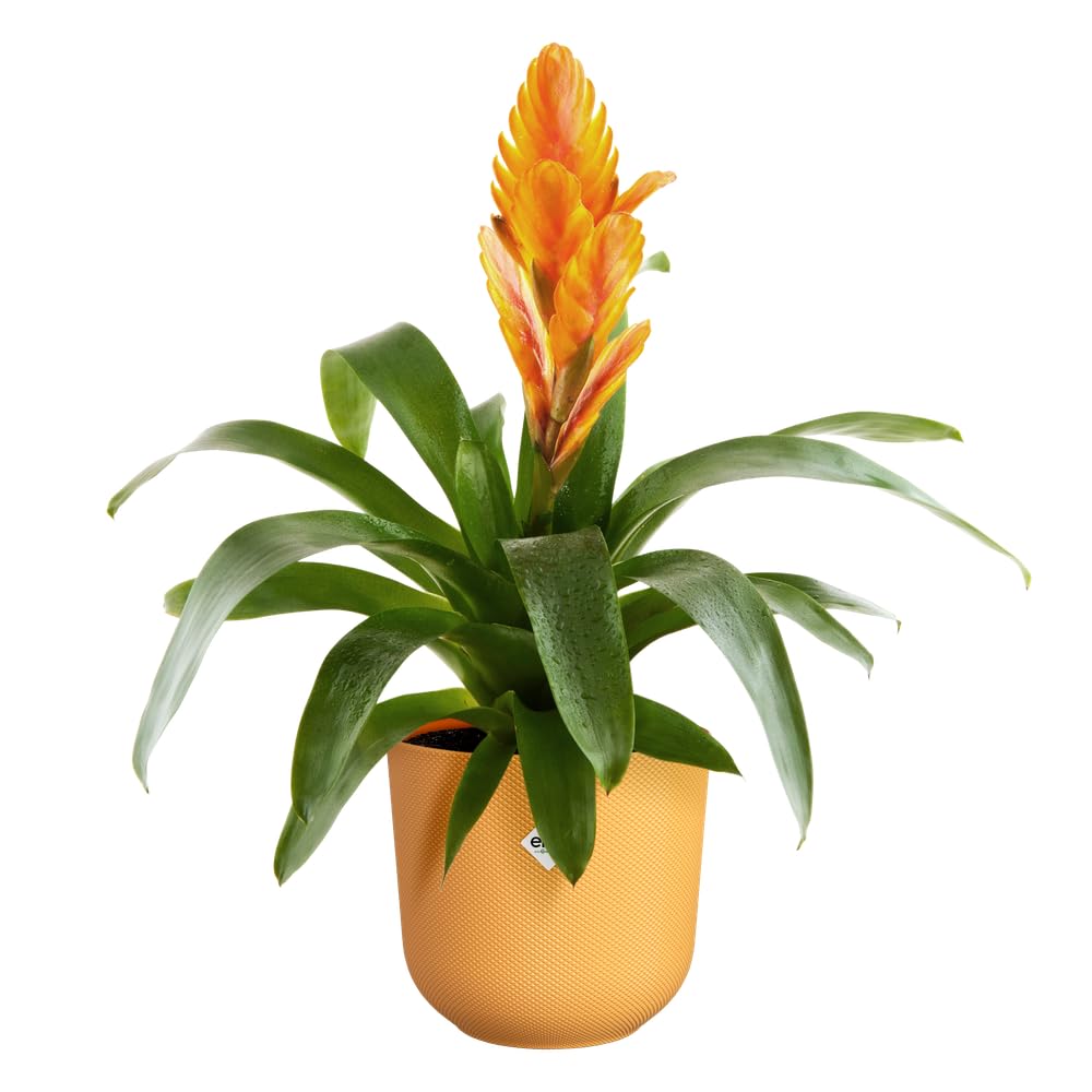 elho Jazz Round 14cm Flower Pot - Small Indoor Plant Pot - 100% Recycled Plastic - Unique Structure - Ø 14.2 x H 13.1 cm - Yellow/Amber Yellow