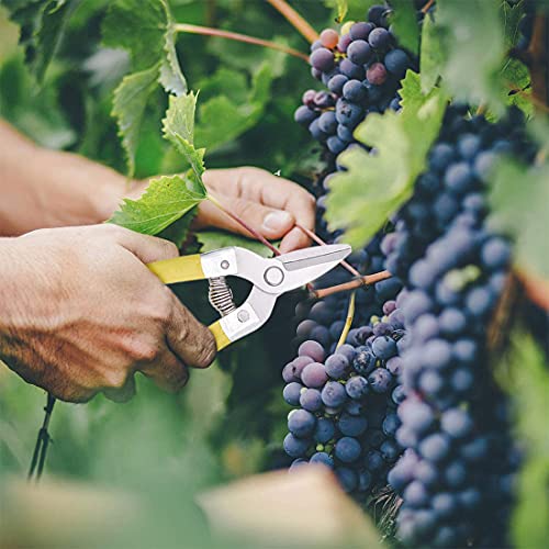 Garden Pruning Shears Gardening Scissors Snips Micro-Tip Hand Pruning Secateurs Clippers Leaf Trimmer for Bonsai Plant Trimming Fruit Vegetable Lettuce and Harvesting Hedge Shears