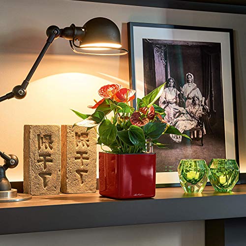 LECHUZA Self Watering Plant Pots Indoor CUBE Glossy 14 Small Plastic Planter without Drainage Hole H14 L14 W14 cm White High-Gloss