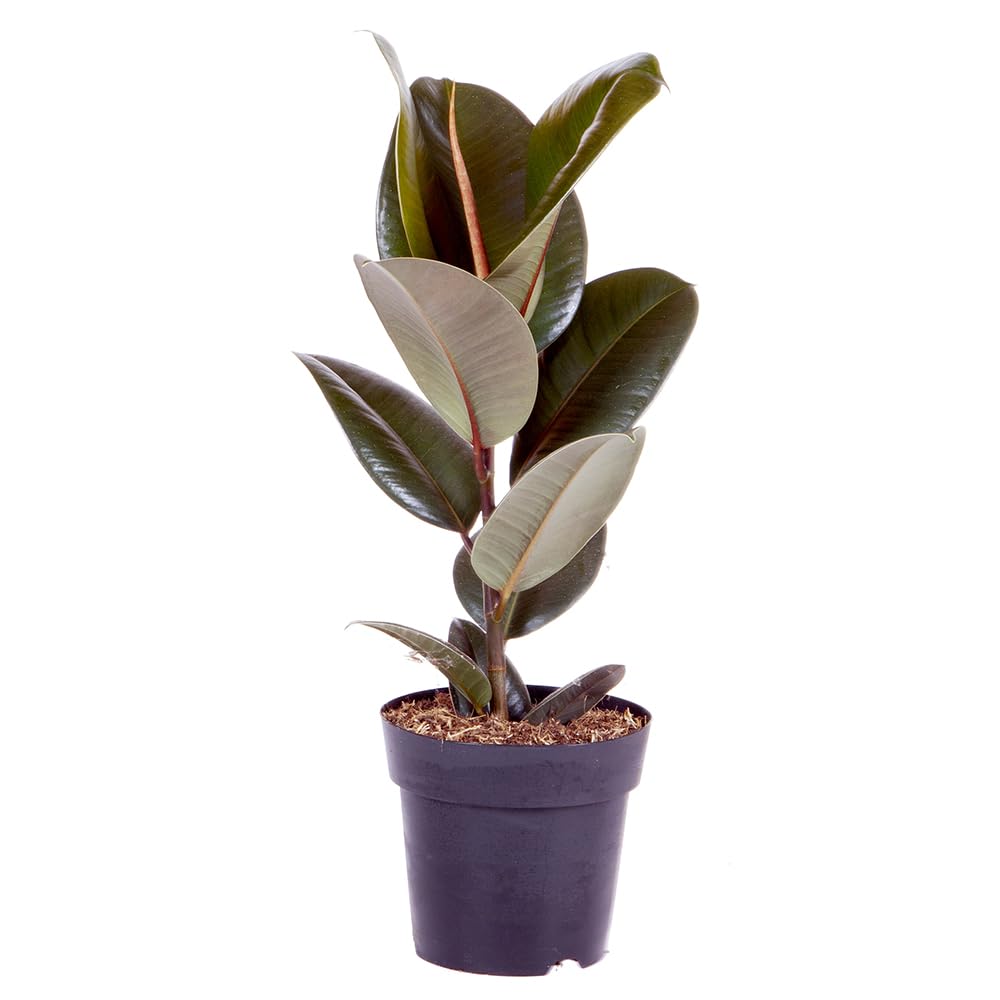 YouGarden Rubber Plant, Ficus Elastica Robusta Houseplant, Established in 17cm Pot, Air Purifying Plants for Desk, Living Room, Indoor Plant Perfect in Plant Pot