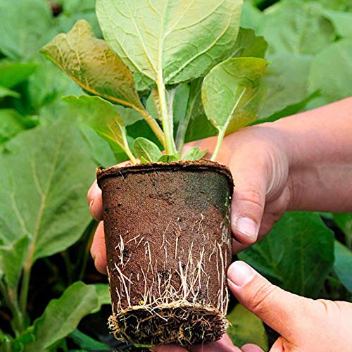 KINGLAKE 50 Pcs 6cm Small Fibre Seed Pots Biodegradable Plant Pots Round Seedling Pots with 100 Plant Labels for Growing Vegetables, Fruit, Herb, Flower