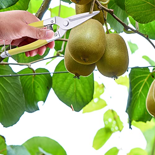 Garden Pruning Shears Gardening Scissors Snips Micro-Tip Hand Pruning Secateurs Clippers Leaf Trimmer for Bonsai Plant Trimming Fruit Vegetable Lettuce and Harvesting Hedge Shears