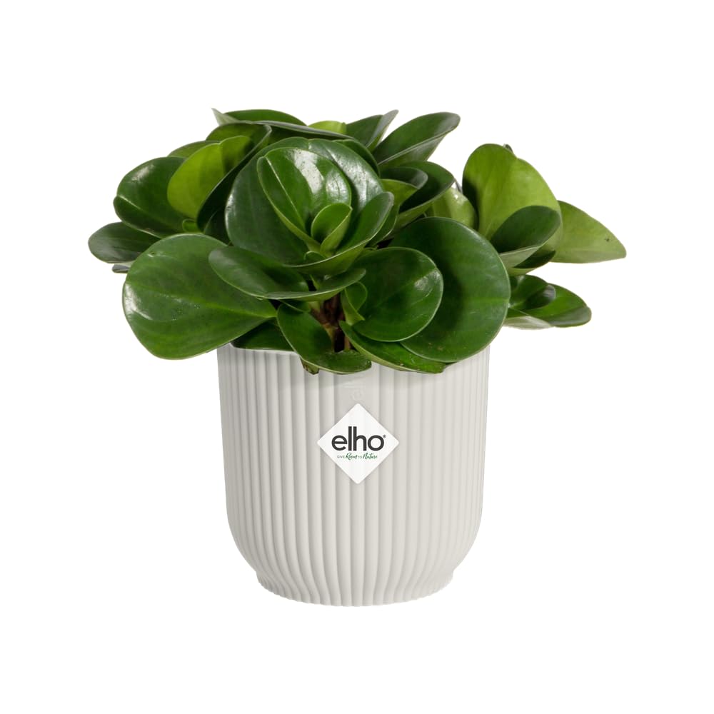 elho Vibes Fold Round Mini 11-100% recyclable Flower Pot - Indoor plant pot - Ø 11.1 x H 10.5 cm - White/Silky White