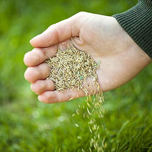 Grass Seed (500g Covers up to 30 sqm) Fast Growing Grass Seed for Quick Lawn Patch Repair and New Lawns. 500g Hard Wearing Suitable for Shade and UK Climate.