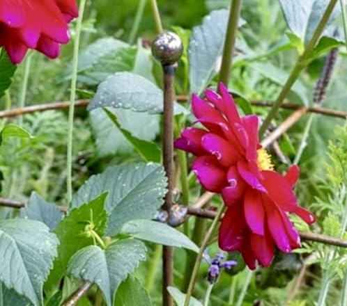 GAP GARDEN PRODUCTS Metal Rust Simple Circle Plant Support (pack of 8 or 6) Ideal plant support for dahlias, delphiniums etc (6, Rustic Patina)