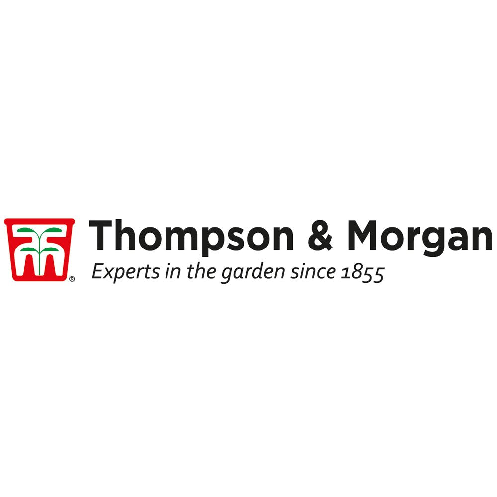 Thompson & Morgan Natural Garden Hanging Baskets & Liners Perfect for Trailing Plants and Flowers 30cm Metal Hanging Basket Frames & Coconut Husk Liners (2)