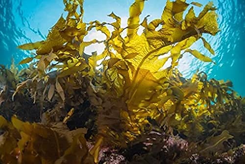 Multi-Mite 10 Ltr Liquid Seaweed – 100% Natural & Organic Concentrate Cold Pressed Plant Feed & Soil Fertiliser, Trees Lawn Veg & House Plants Root or Foliar Feeding