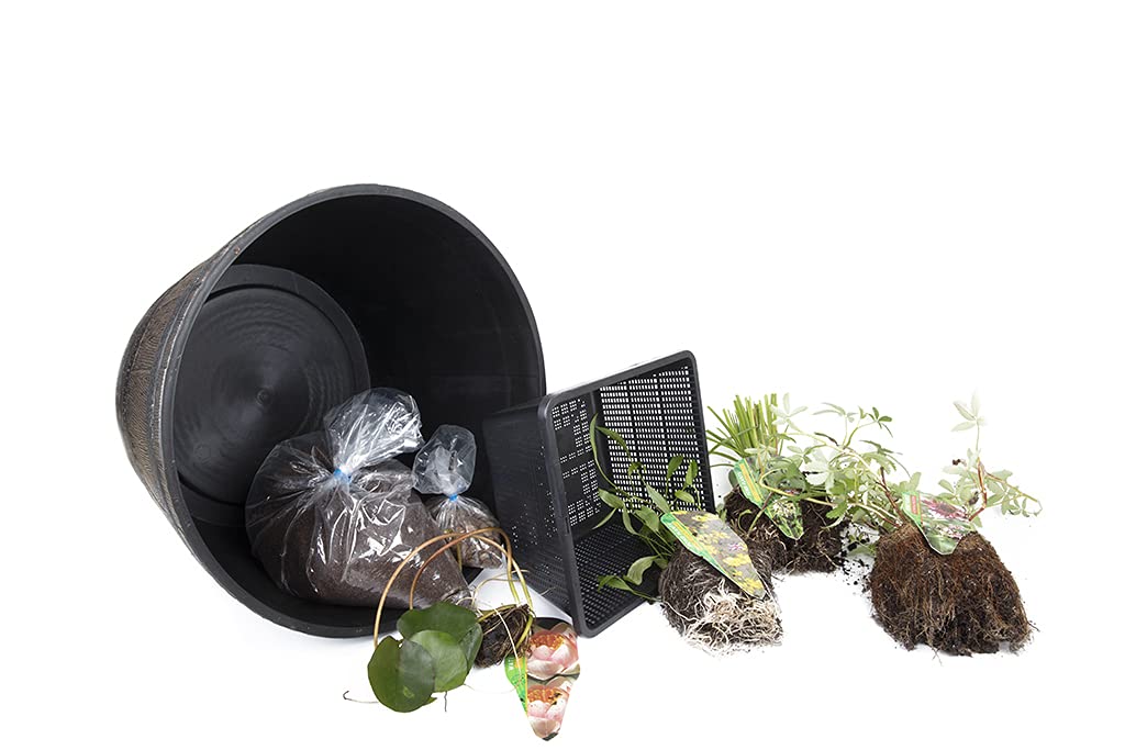 PondPlantsUK - Complete Patio Pond Set - Dwarf Lily - 3 Marginal Plants - Pots and Compost - Just Pot up and add Water