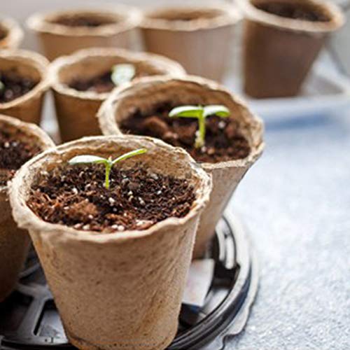 KINGLAKE 100 Pcs 8cm Fibre Seed Pots Biodegradable Plant Pots Seedling Pots with 100Pcs Plastic Plant labels 1x5cm
