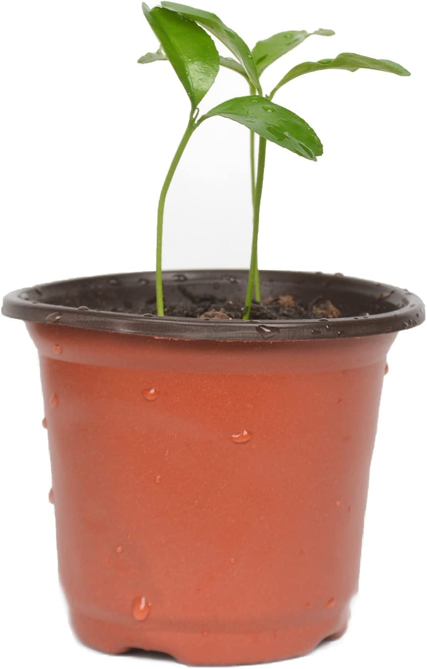 Cymax 100 Pack 10cm Plants Nursery Pots with Plant Lables,Reusable Plant Seeding Plastic Plant Flower Container Seed Starting Pots for Succulents,Herb,Vegetables,Seedlings, Transplanting