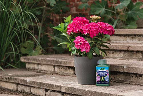 Westland 20100444 Hydrangea High Performance Liquid Plant Food 1 Litre, Green
