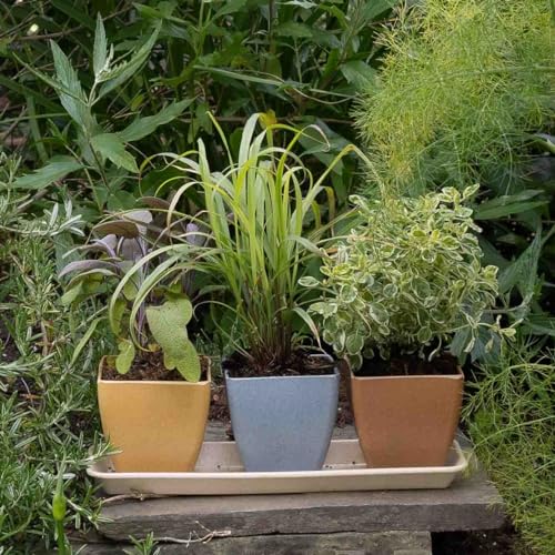 Haxnicks Windowsill Plant Pot Set, Rice Husks, Multi Colour, L29.5 x W10 x H10cm